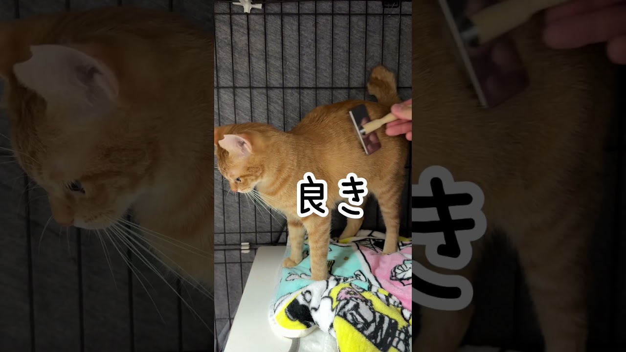 チャイさんの暮らし㉛。#保護猫