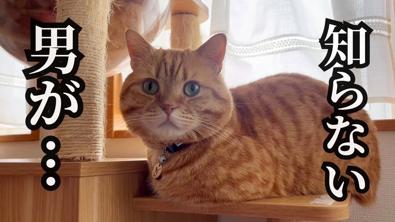 『ママが知らない男とふたりきりで... 』 #猫 #マンチカン