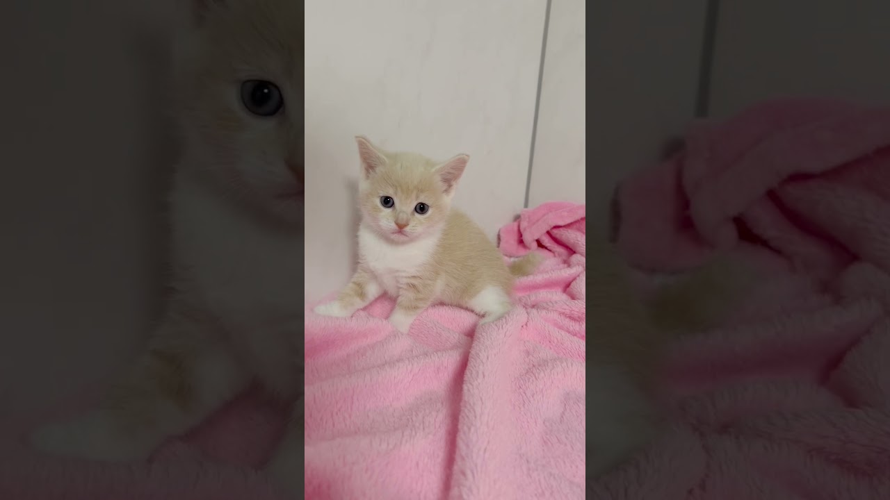 長足マンチカン女の子🩷 【お問合せ詳細は説明欄に記載あります】 #スクーカム #ブリーダー直販 #マンチカン #ミヌエット #ラパーマ #子猫 #子猫販売 #猫 #猫のいる暮らし #猫動画