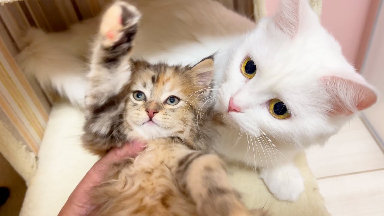 【マンチカンの子猫】お別れ前のツーショットが難し過ぎる件 ～猫のいる生活Vol.922～出産動画 マンチカン短足・ミヌエット・ペルシャ猫専門ブリーダー『ペット蔵人』【子猫の成長記録】