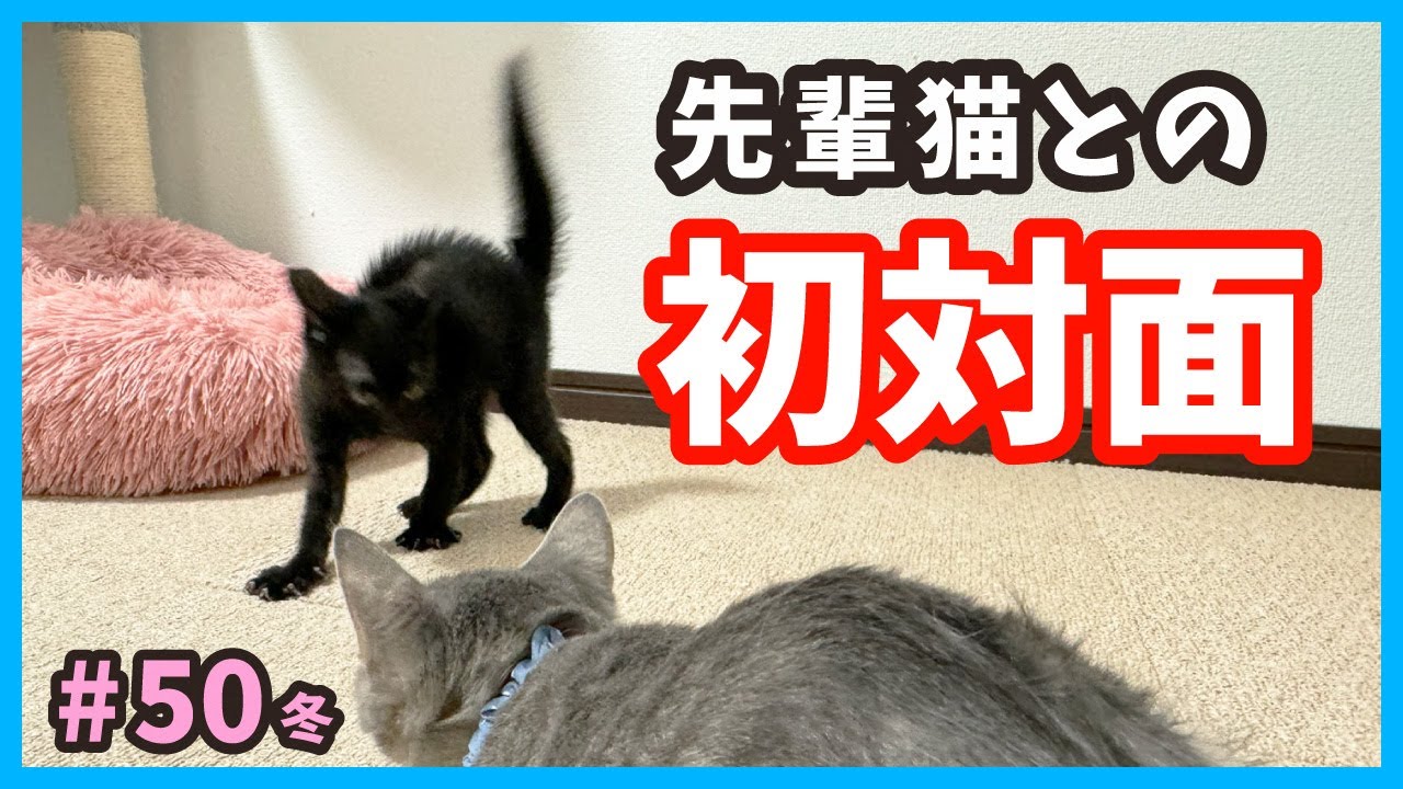 【衝撃 やんのかステップ】跳びまくる！初めて兄妹以外の猫と触れ合うとこうなる？真冬に保護した子猫の成長記録。（冬50）