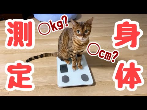 【検証】ベンガル猫の大きさや体重は？1歳半の成猫を身体測定してみた！【ニア♀の場合】
