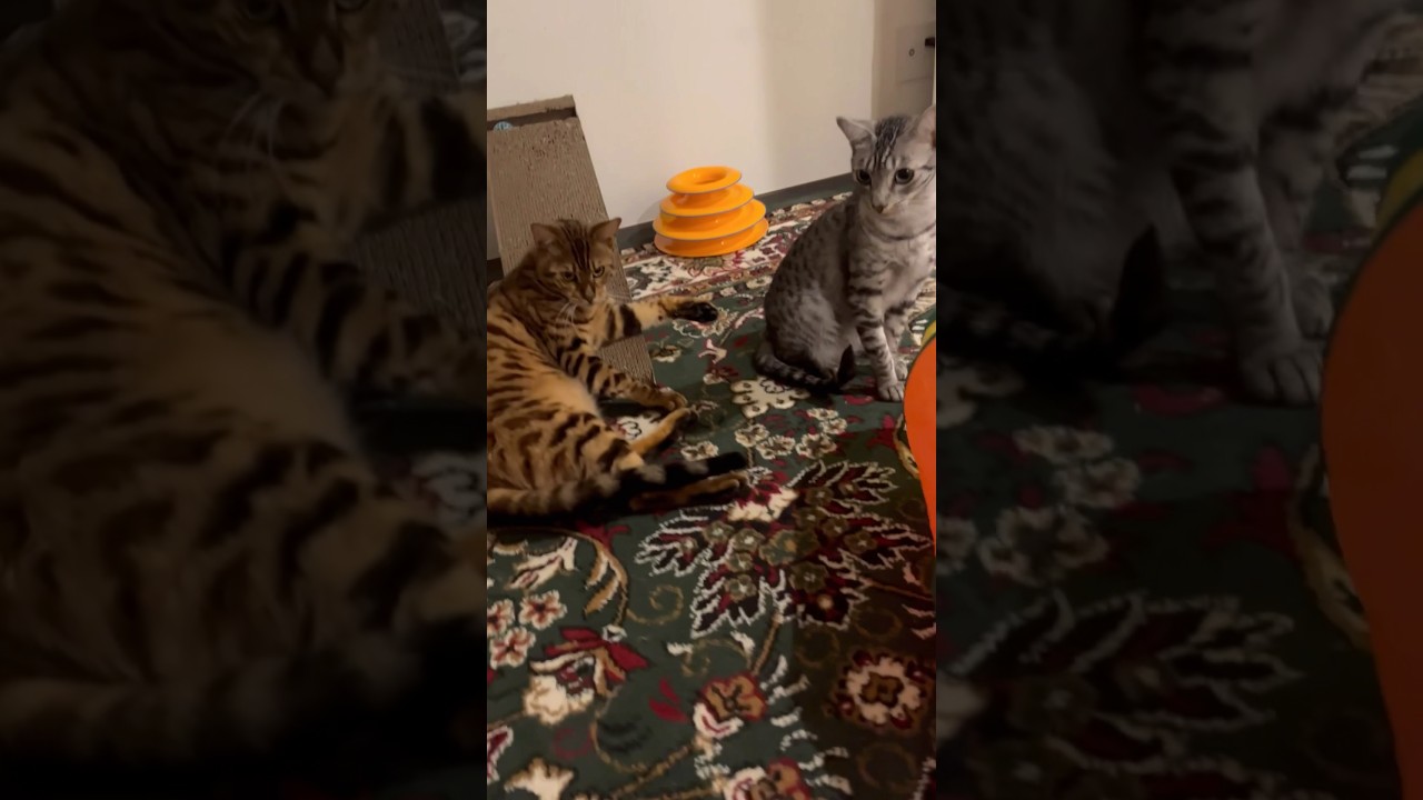 夜のお寛ぎニャンズ🐱🐱#cat #オシキャット #ベンガル #ニャン #癒し動画 #おやすみ前に