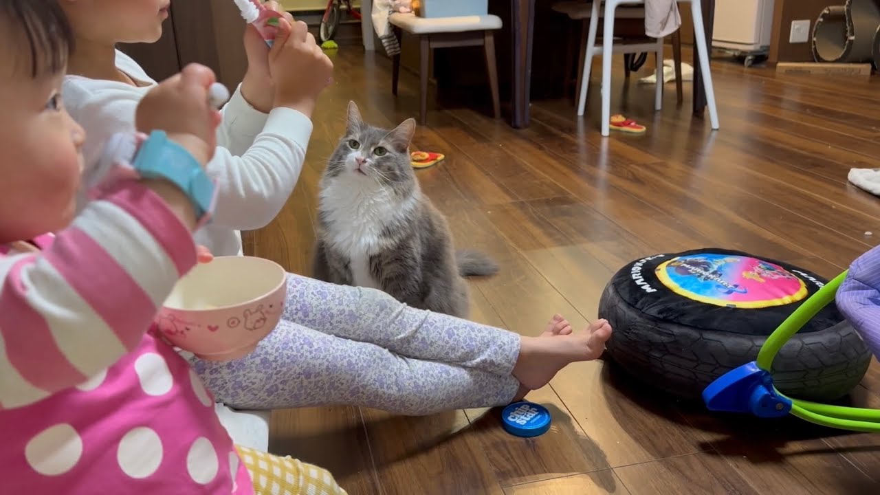子供が食べるゼリーが気になる猫　ノルウェージャンフォレストキャット　ラガマフィンA cat is curious about the jelly that a child is eating.
