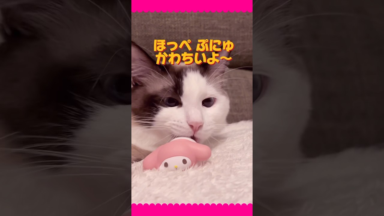 【猫動画】サンリオ開封withギンちゃん🧡#shorts #猫 #ラグドール #sanrio #マイメロ