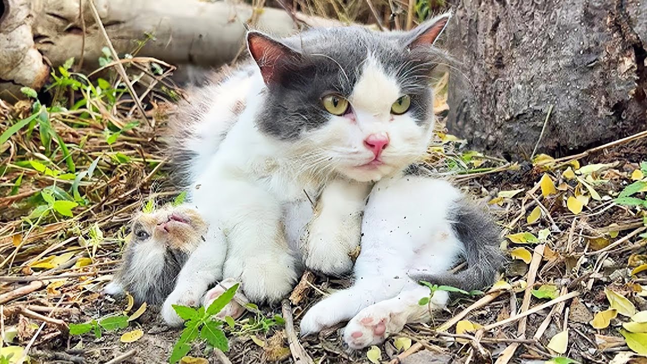 動けない子猫を起こそうとする母親。元飼い主に無残にも捨てられ、助けを求める目で男性を見つけた！