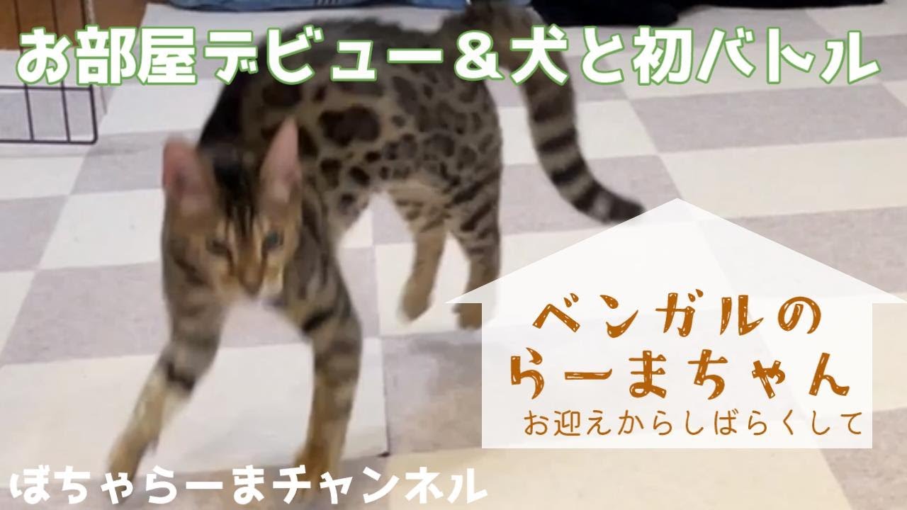 【子猫】ベンガルの子猫のお部屋デビューと先住犬との初バトル