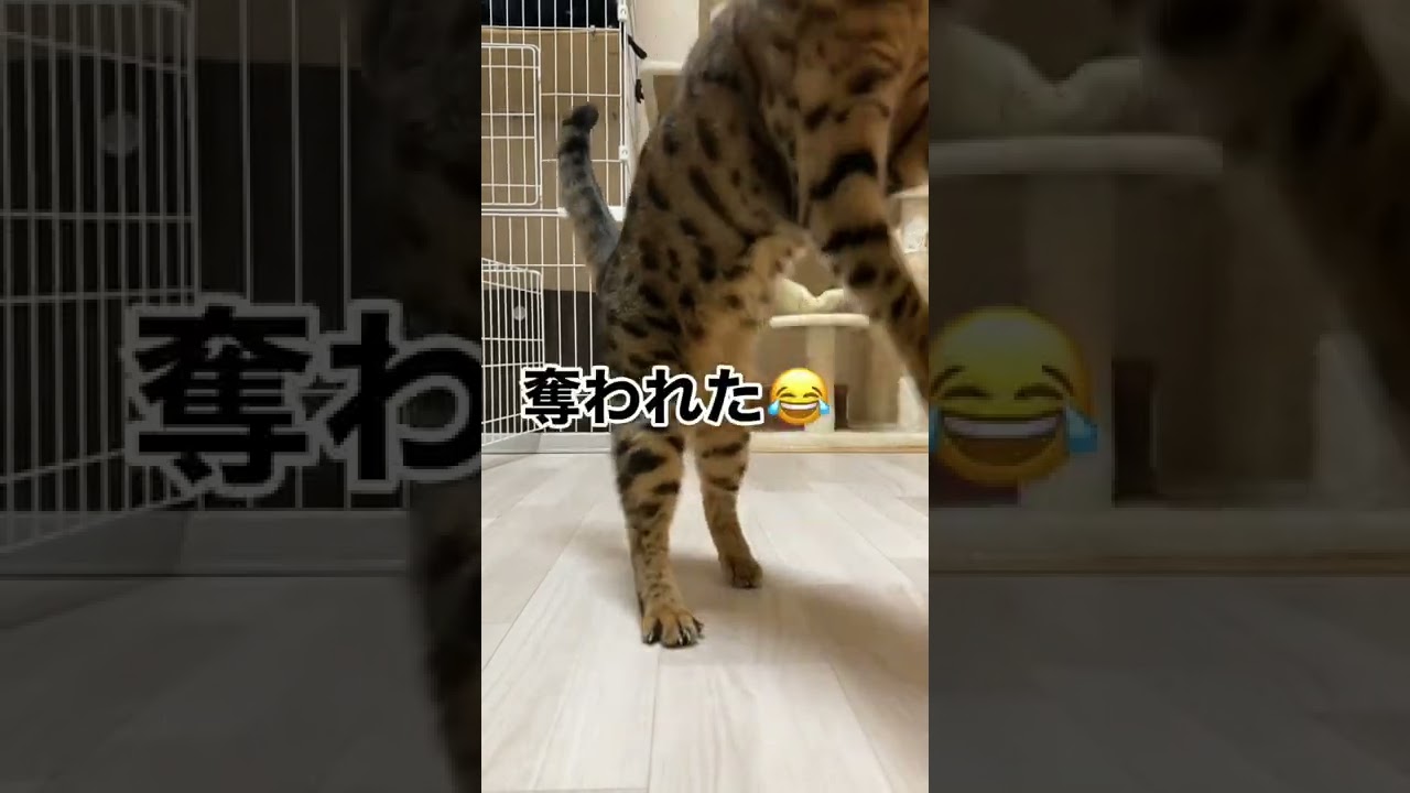 #ベンガル 　#猫との暮らし　#猫　#ねこのいる生活