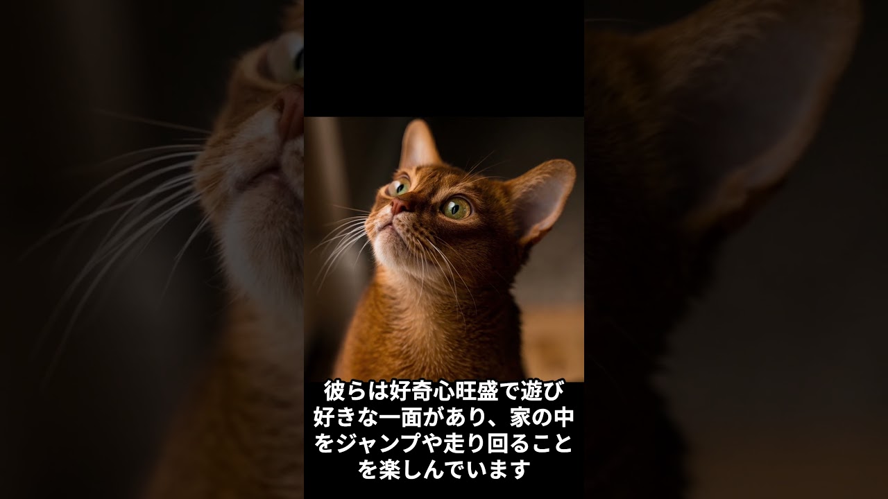 【アビシニアンの雑学】 #ねこ#cat#1分雑学 #ネコ