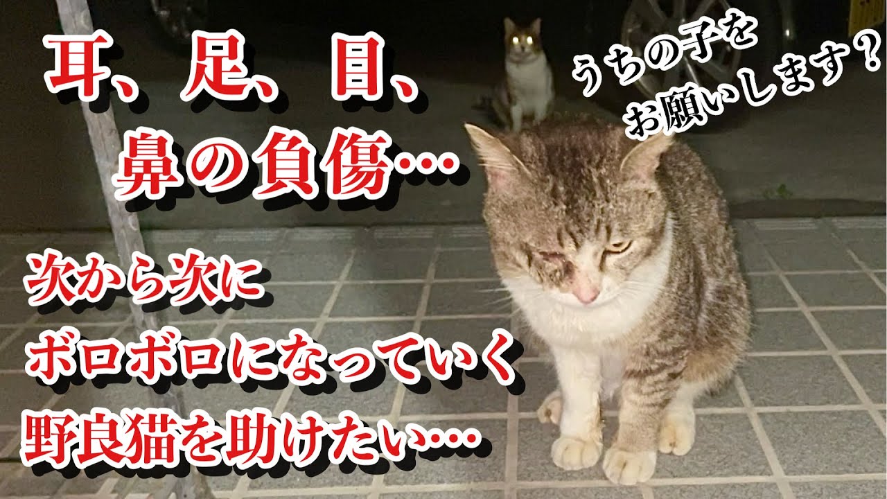 我が家に現れる野良猫。痛々しくなっていく姿。もう、このまま見過ごす事は出来ない。