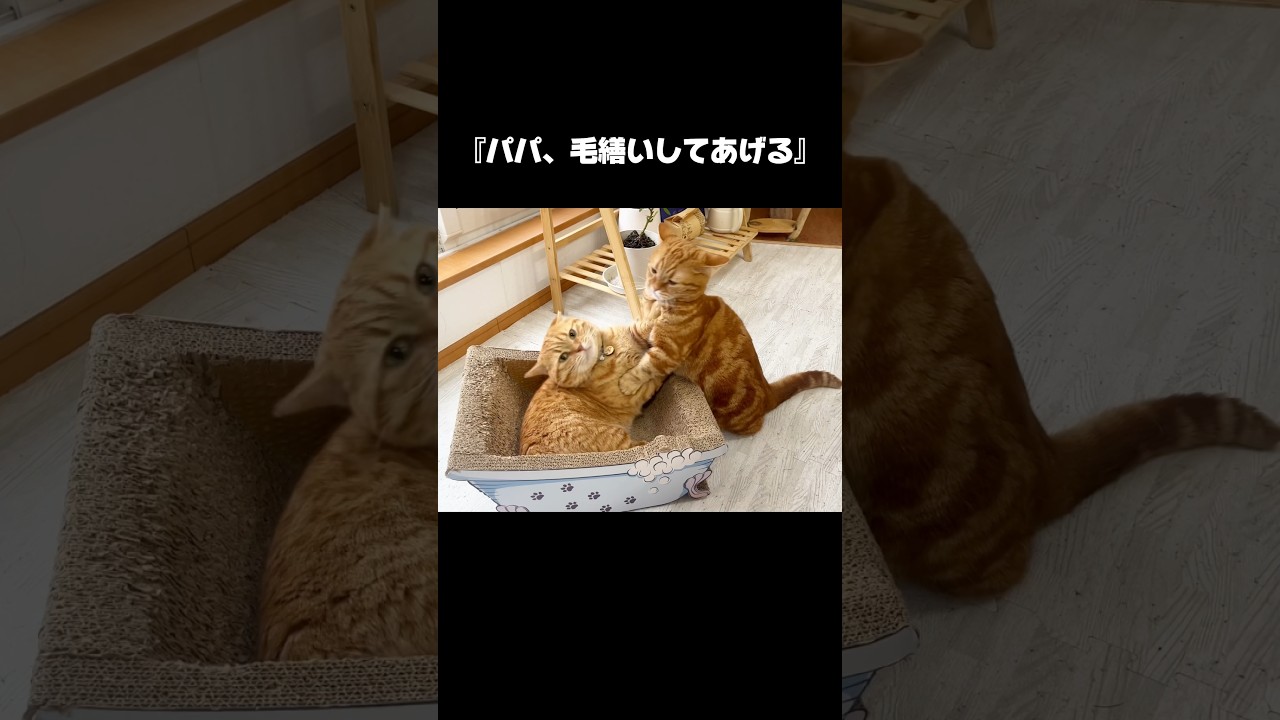 毛繕いを巡るまん丸親子猫の戦い #猫 #マンチカン #shorts