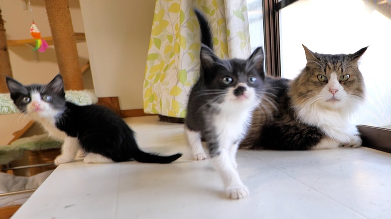 子猫達が来たのを見て嬉しそうにタワーから下りて来たボス猫パパ🐈🐈