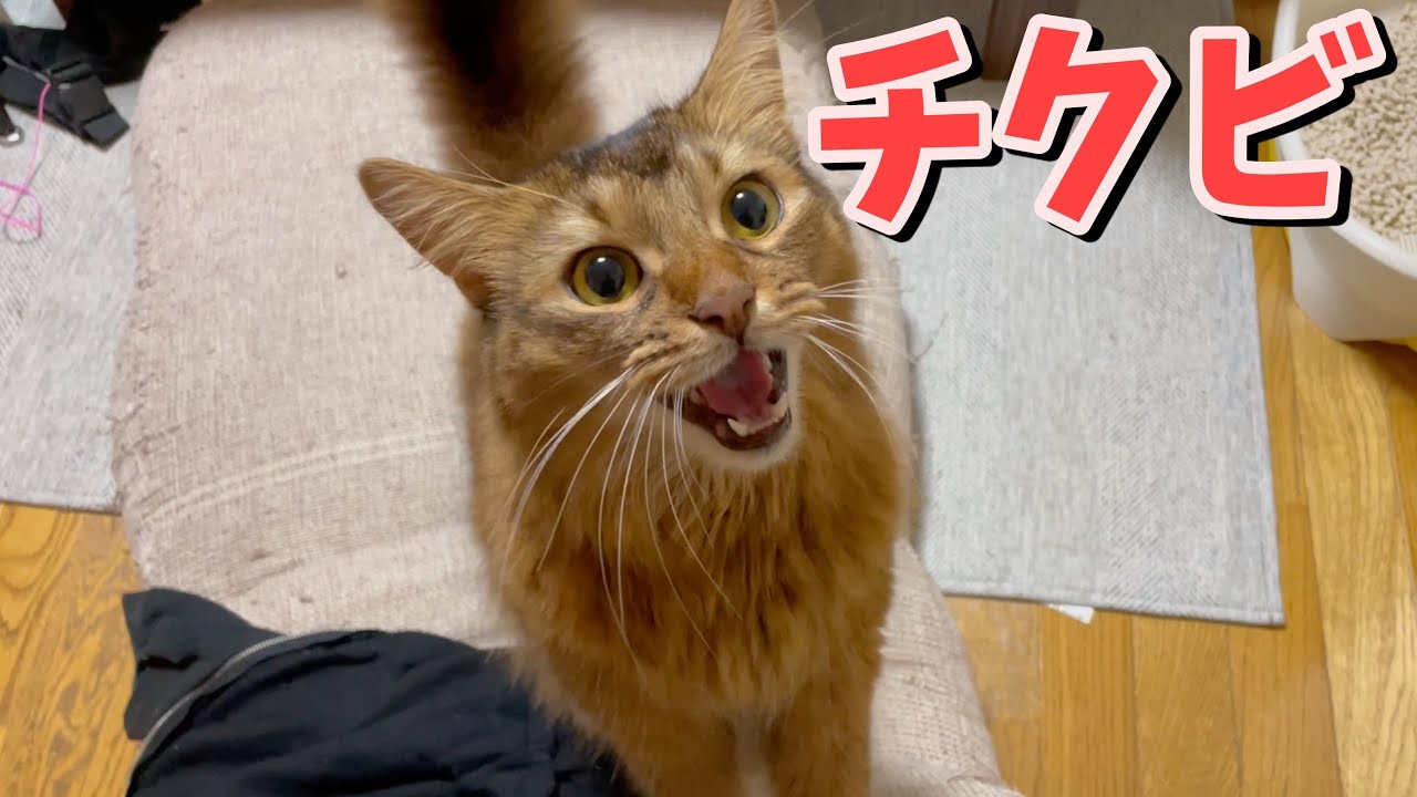 オス猫にもチ◯ビはあるのか？！【ソマリ】