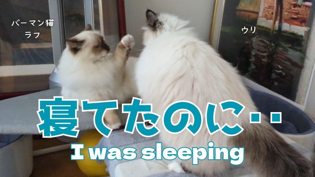 バーマン猫ラフとウリ【寝てたのに‥】I was sleeping（バーマン猫）Birman/Cat