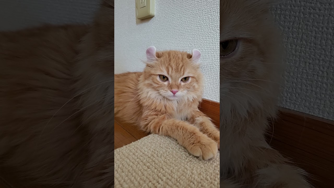 アメリカンカールのあるてぃ様　美しいです←マジで^^