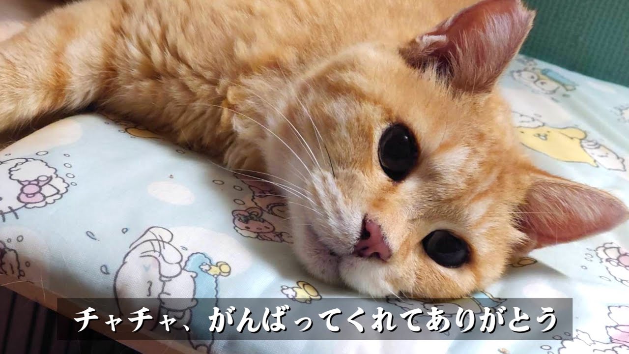 心臓病で天国へ旅立った猫【地域猫 】 #野良猫 #捨て猫