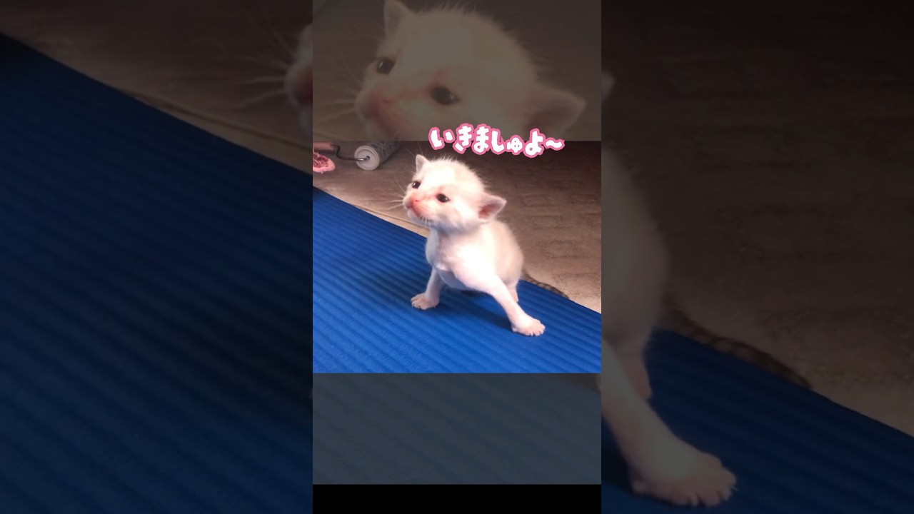 子猫を呼んだらよちよち頑張って来てくれた　#猫動画　#子猫　#さくらさんちゃんねる　子猫時代さくらさん🌸