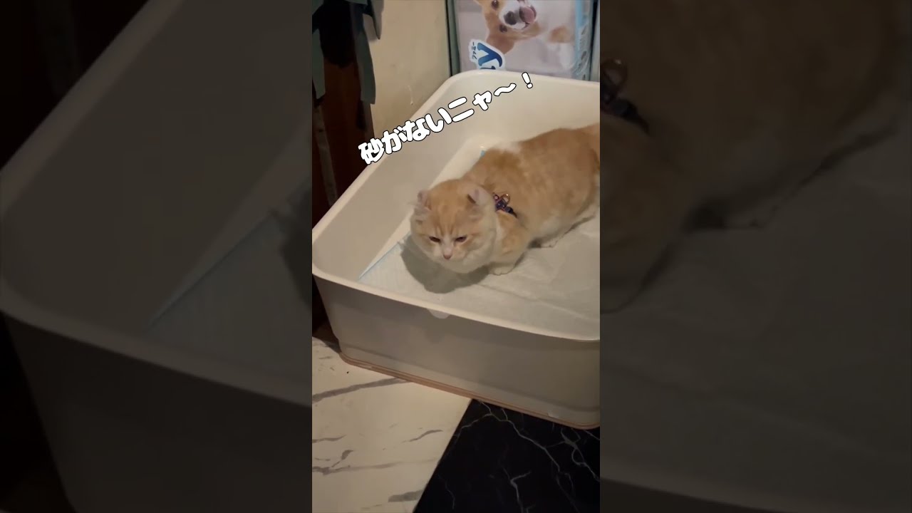 【キンカロー】犬用トイレでトイレアピールする仔猫【マンチカール】