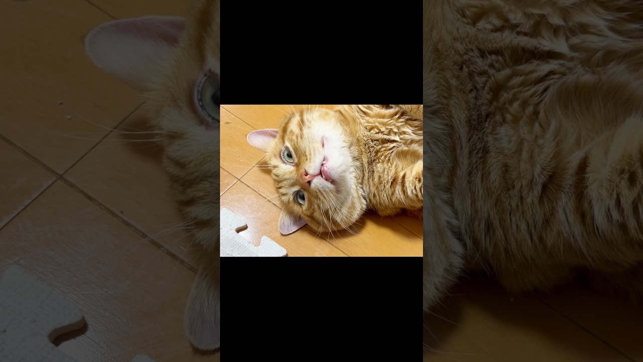 ホラー顔のまん丸猫 #猫 #マンチカン #shorts