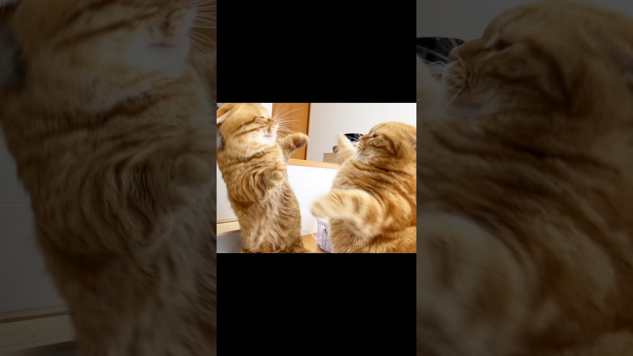 温厚猫のちゃびくんが珍しく怒ったら... #猫 #マンチカン #shorts