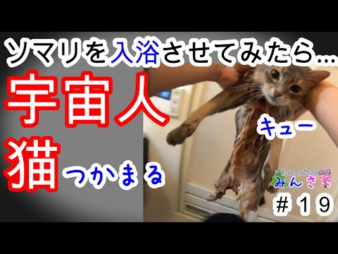 【猫風呂】鳴きまくりソマリ編（＃１９）