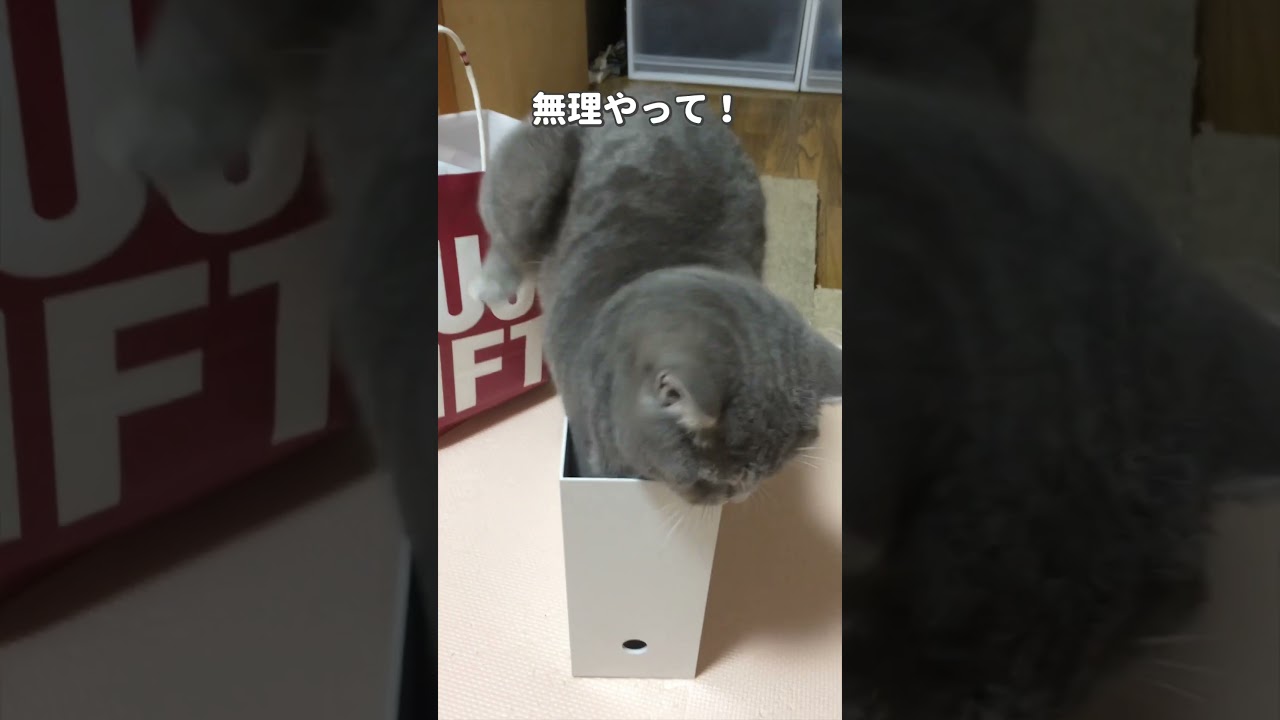 #ブリティッシュショートヘア #ねこ #スコティッシュフォールド #可愛い猫 #猫 #shorts