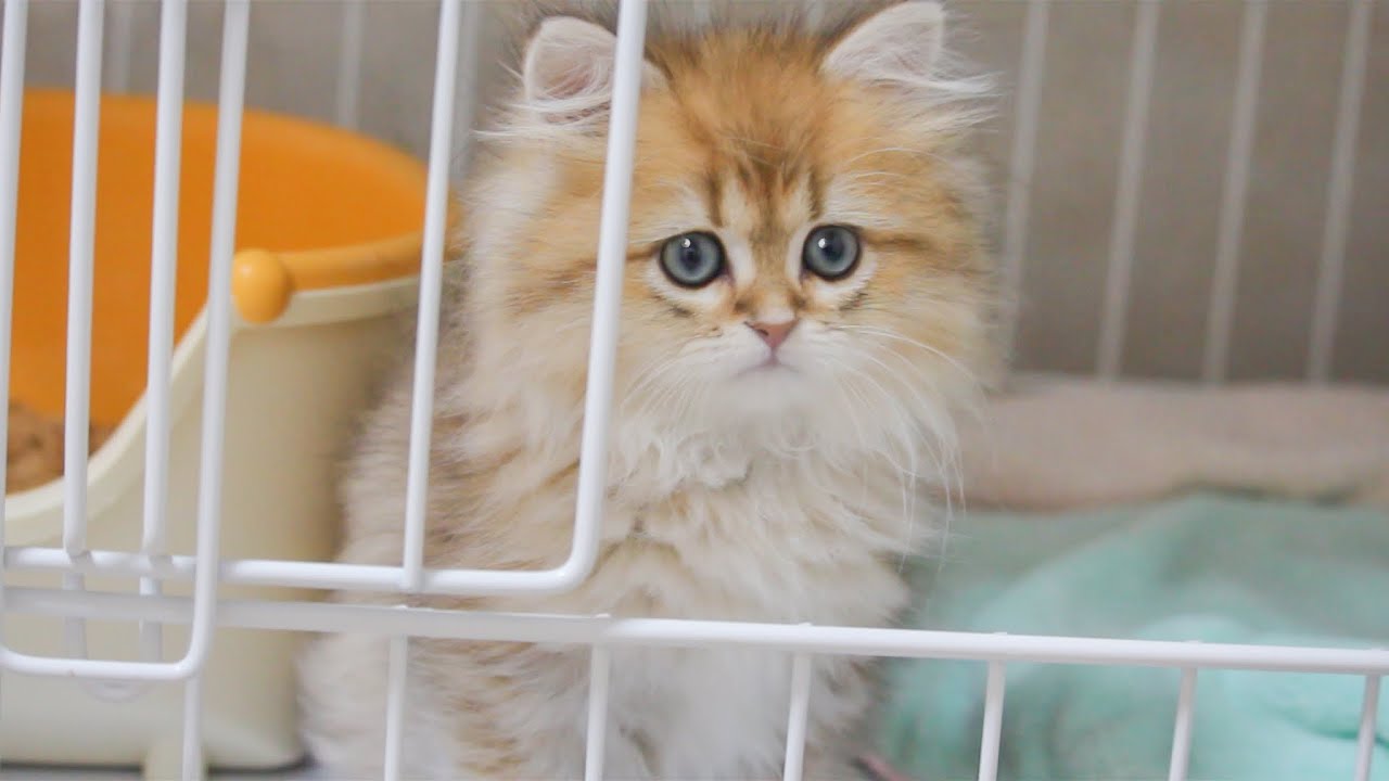 ある日突然、モフモフな可愛い子猫がやってきた！【ペルシャチンチラゴールデン】