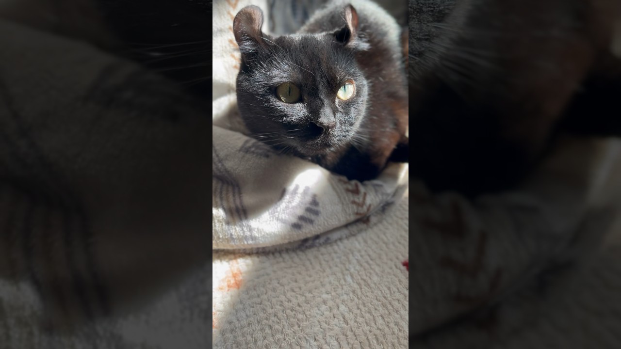 やっと春がきた？！日向ぼっこする猫様🐈‍⬛エマ様を吸うとお日様の良い匂いがしました☀️💓 #shorts #cat #kitten #cute #アメリカンカール