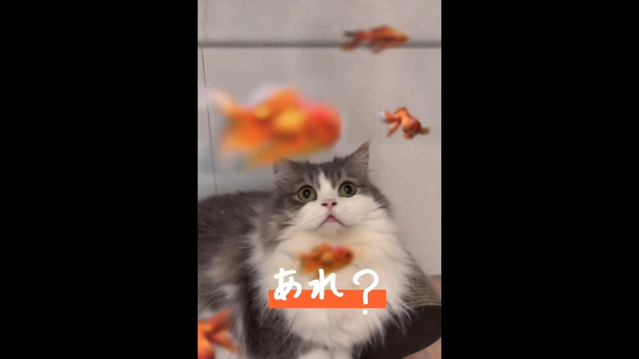 これ食べても良い？🐟💕 #ねこ #金魚　#セルカークレックス