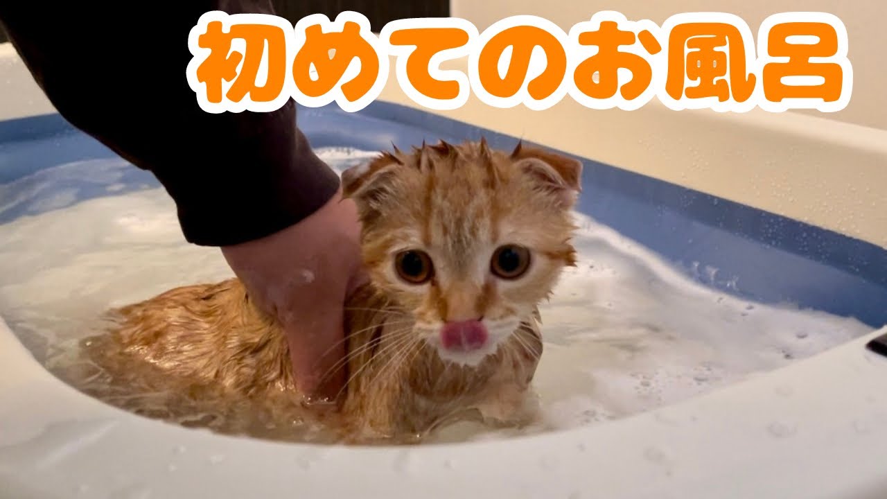 子猫を初めてお風呂に入れた結果…