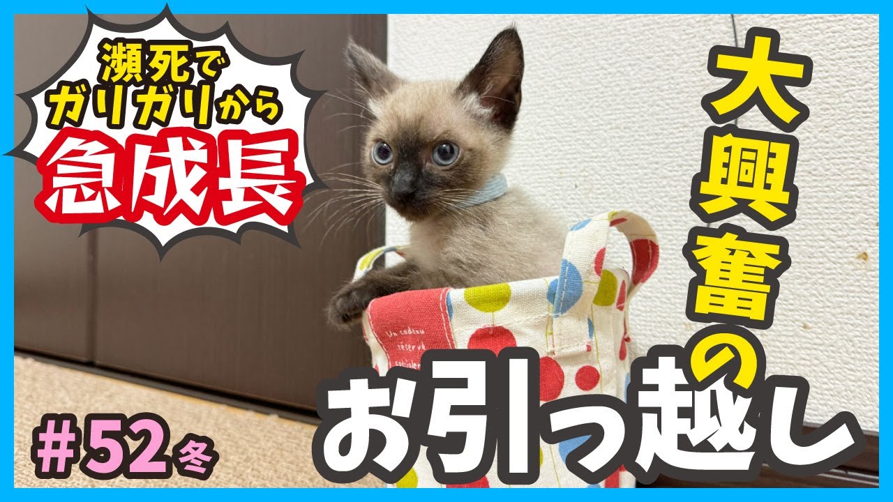 【保護 子猫】ずっとのお家に旅立つ前の最終試練！共同生活始めます。その１（冬52）