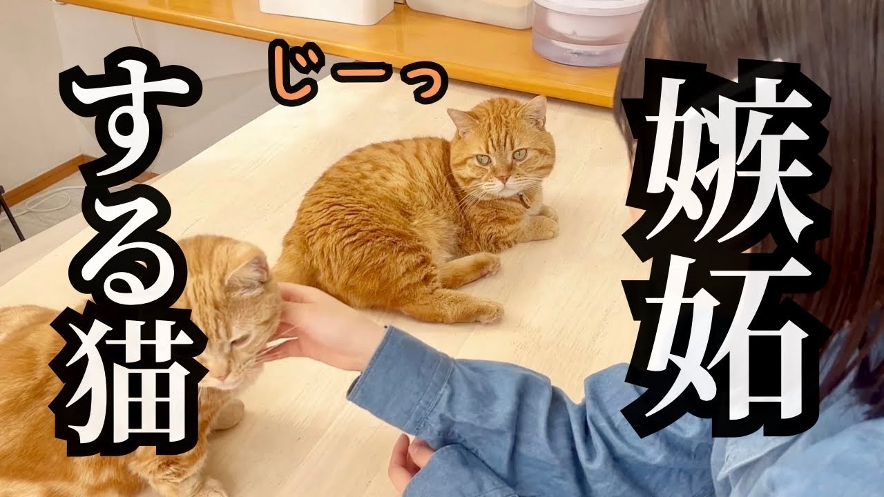 撫でられてる息子に嫉妬して不機嫌になったパパ猫がかわいすぎた！ #猫 #マンチカン