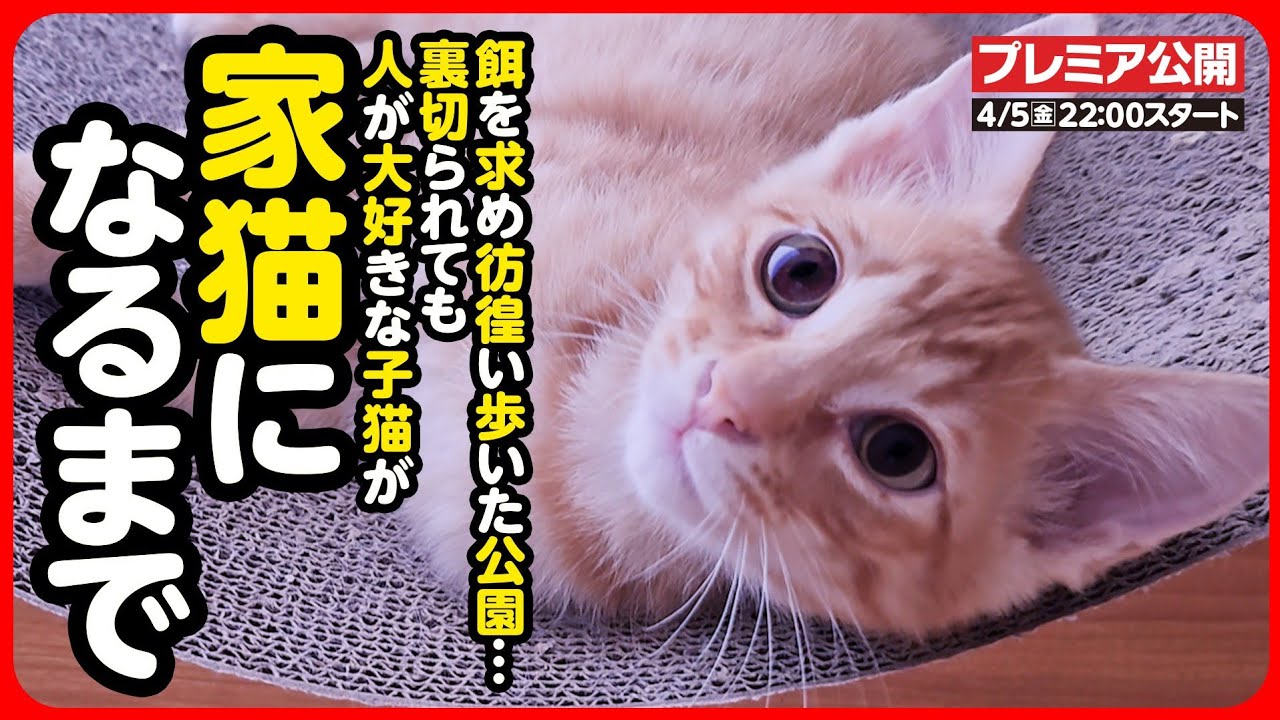 【感動】人に捨てられても...人を信じ 人を愛してくれた子猫。本当の家族に出会い幸せになるまで【まとめ】