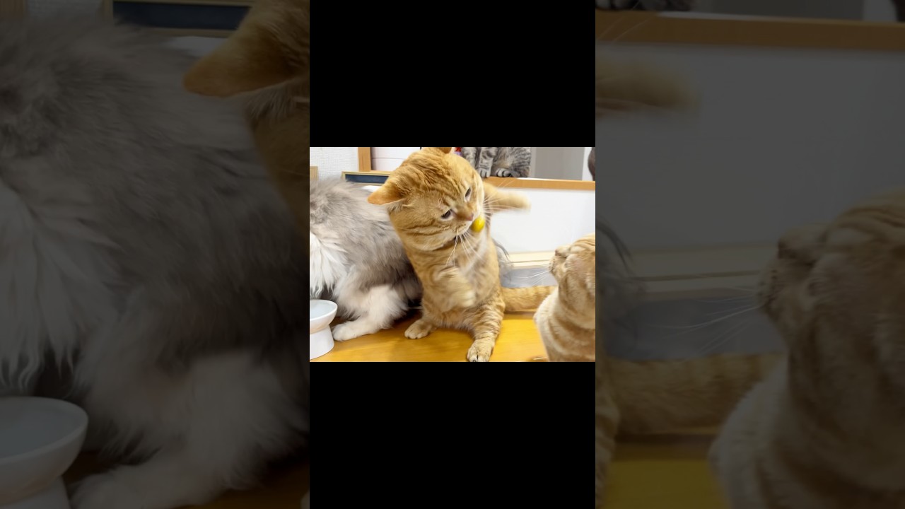 超高速まん丸マンチカン #猫 #マンチカン #shorts
