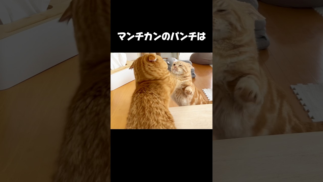マンチカンのパンチはどんなに連発しても当たらない #猫 #マンチカン #shorts