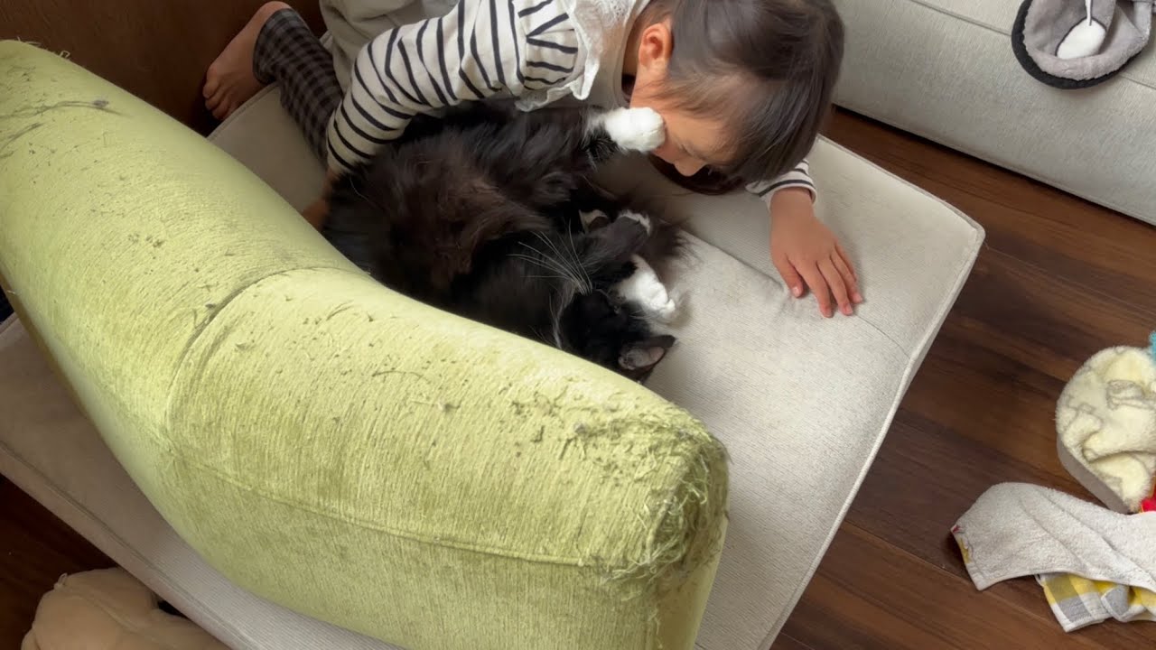 娘からのハグを足で拒否する猫　ラガマフィン　Cat rejects hug from daughter with paws