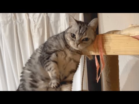 寝る前のあいさつに毎回ときめいてくれるアメリカンショートヘアのあいちゃん❤️