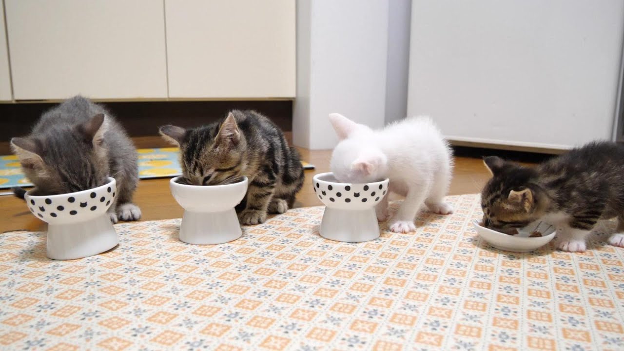 卒業の日。仲良く並んでご飯を食べる子猫たち【赤ちゃん猫　保護猫】