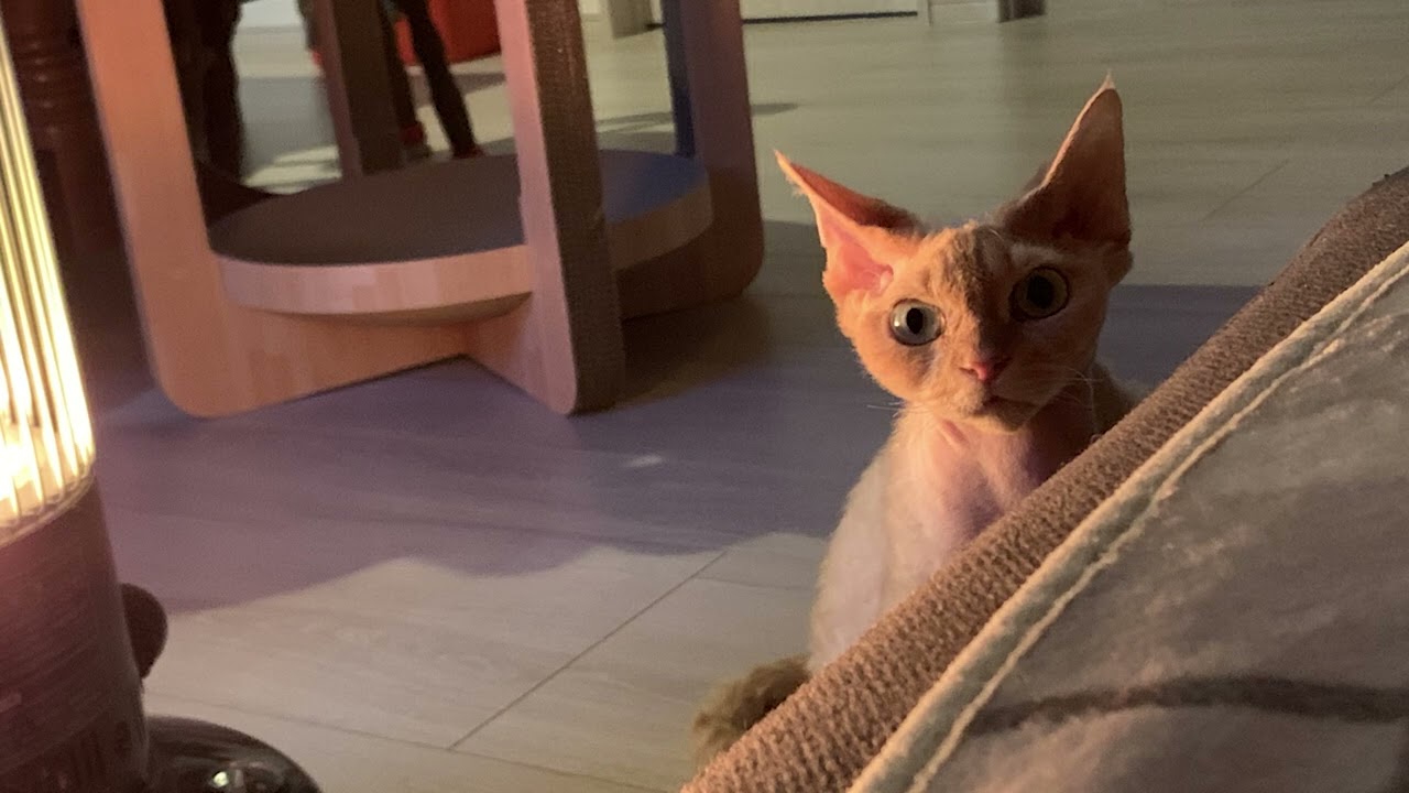 デボンレックス兄弟の最近のかわいい写真をまとめました(A collection of recent photos of cute Devon Rex brothers)