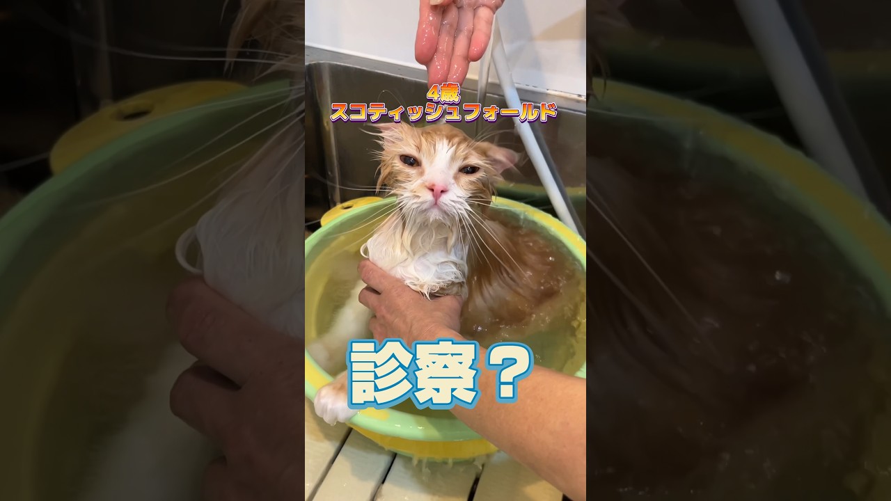 猫のトリミングをしに4歳のスコティッシュフォールドが動物病院にやってきた！