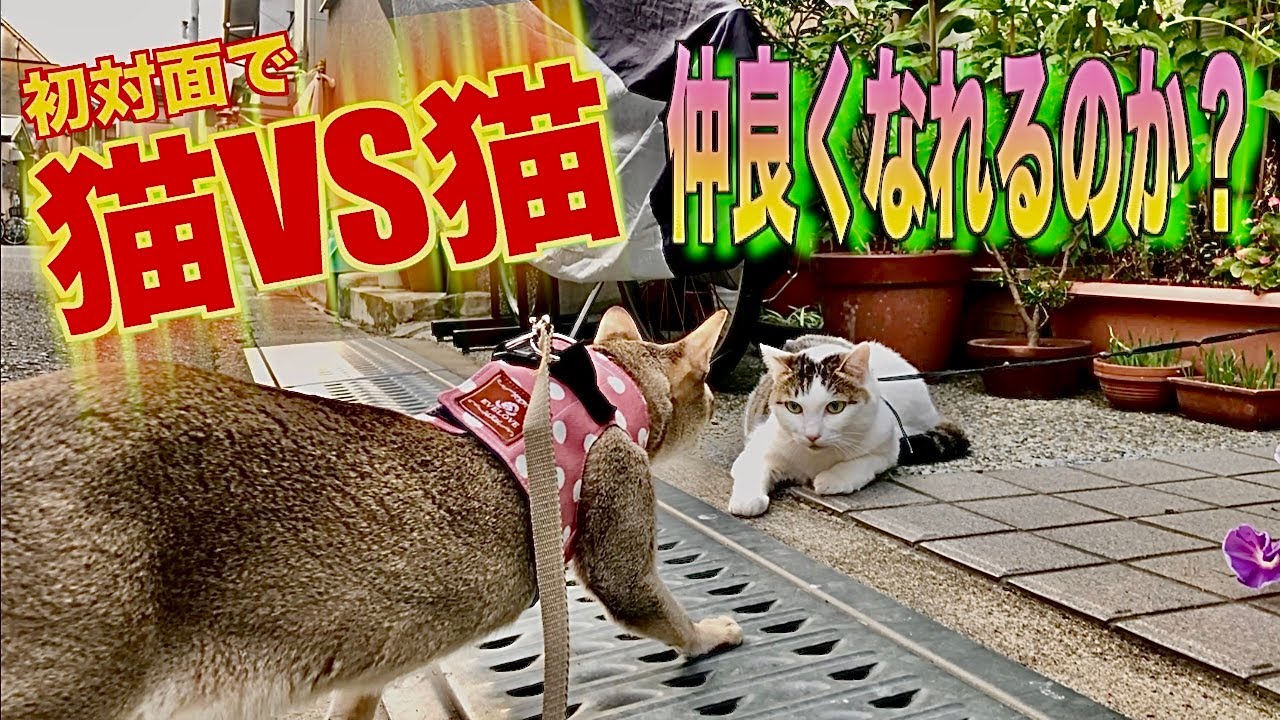 【未知との遭遇】家猫シンガプーラが初めて他所の猫に出会った！その反応はいかに・・・