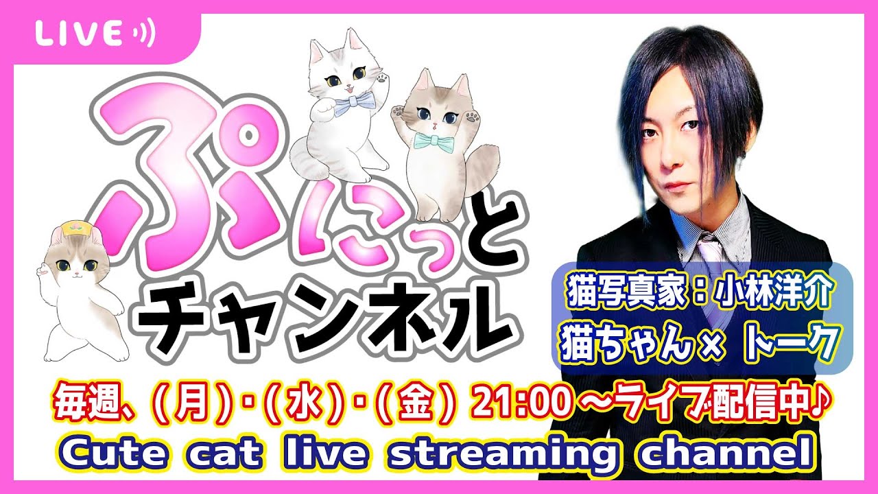 2024/04/05 猫ちゃんライブ配信♪ cute cat vlog Japan #猫 #ねこ #cat
