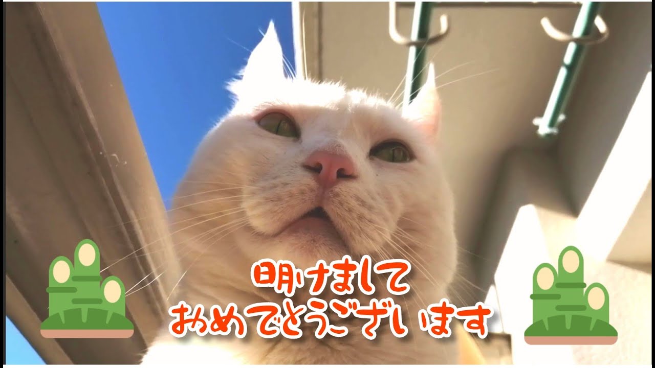 明けましておめでとうございます♡福猫にゃ♡【アメリカンカール】