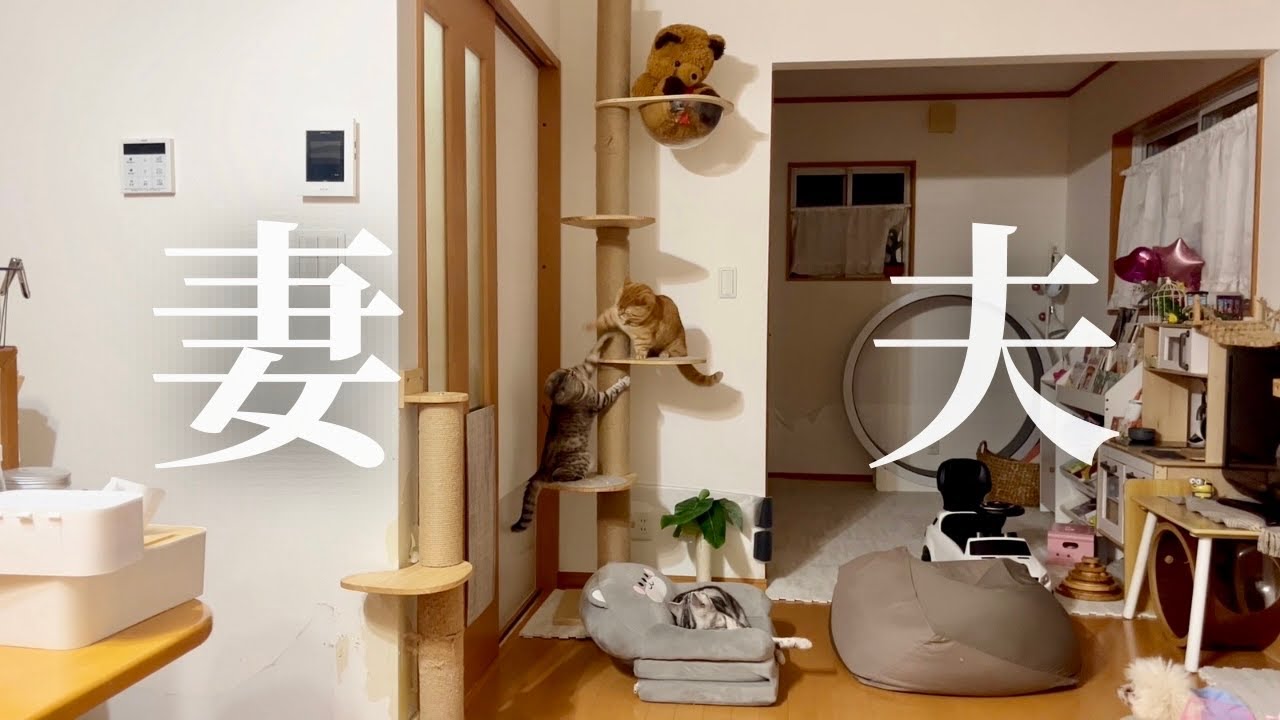 真夜中の妻とぼく。 #猫 #マンチカン