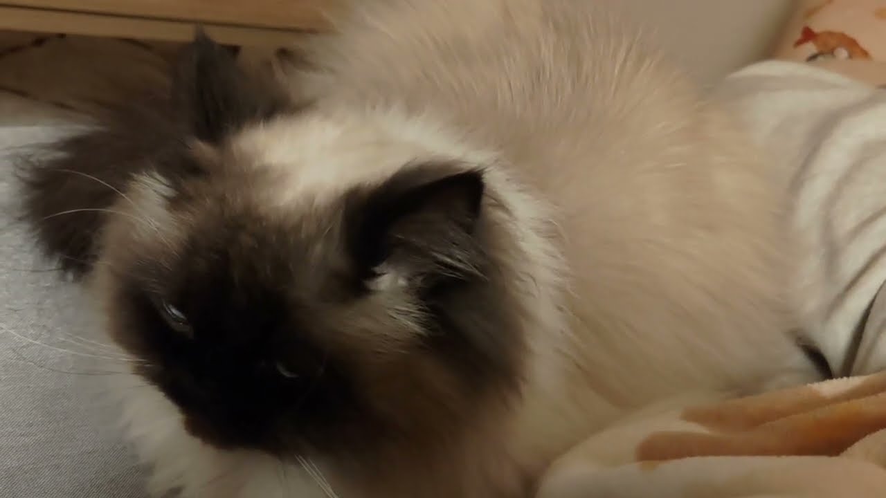 【ヒマラヤン】猫と添い寝【甘えん坊】