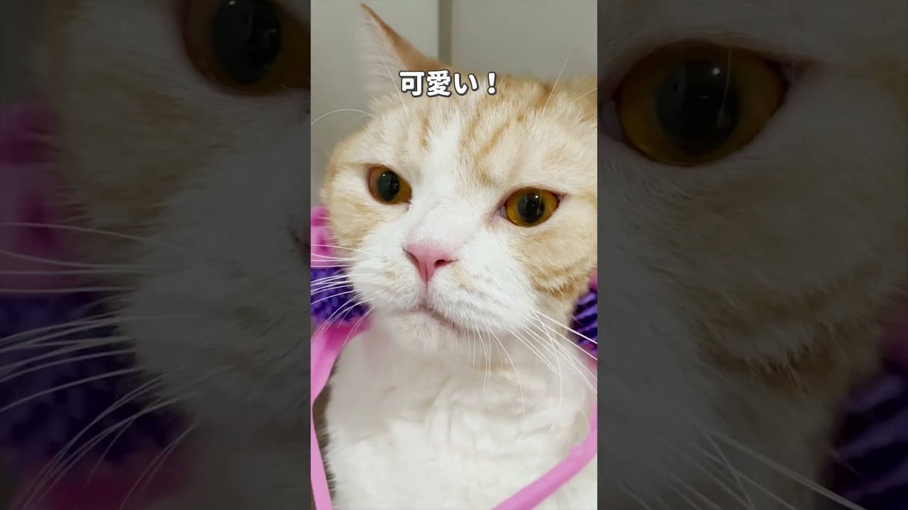 #ブリティッシュショートヘア #ねこ #スコティッシュフォールド #可愛い猫 #猫 #shorts