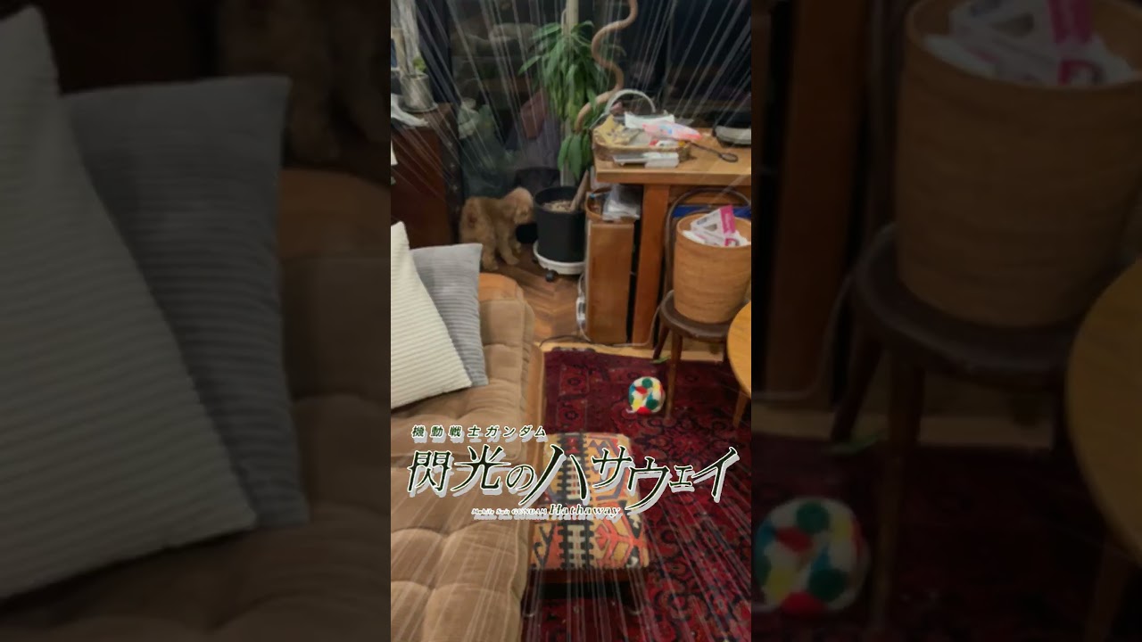 【キンカロー】じゃれたい犬に奇襲する仔猫【マンチカール】
