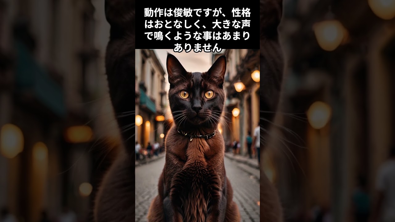 【ハバナブラウンの雑学】 #cat #雑学 #1分雑学