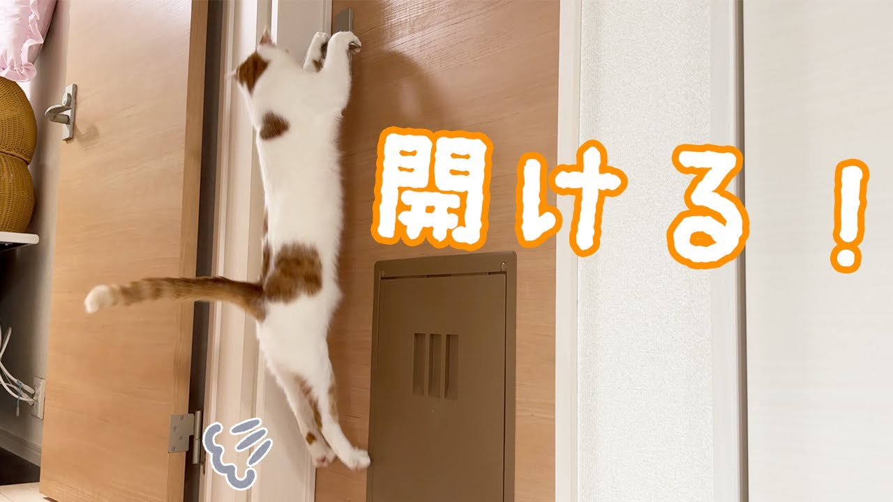 トロしゃんが扉を開けるようになったので撮ってみた！
