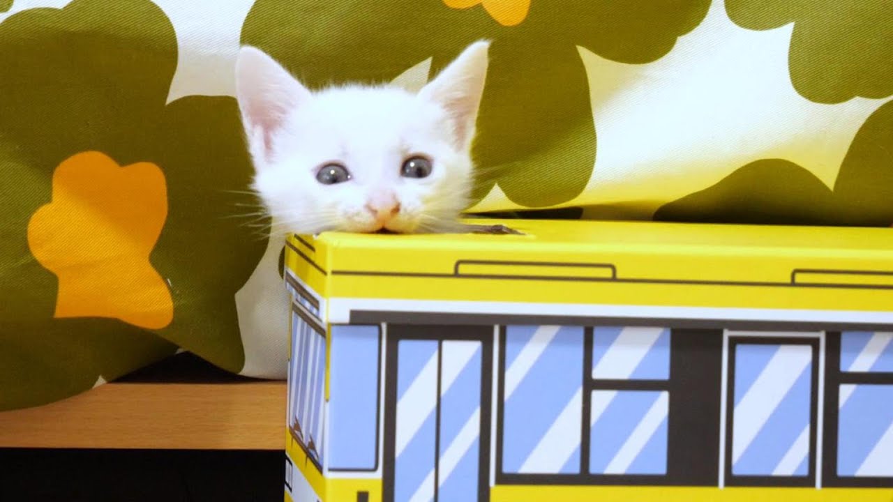 元気すぎる子猫がバスを破壊しようとしています【赤ちゃん猫　保護猫】